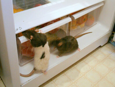 How to Find the Warning Signs of Pests (Before They Find You) Image